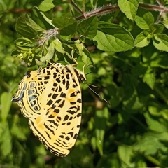 Symbrenthia niphanda