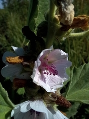 Althaea officinalis