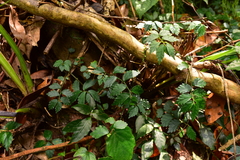 Elatostema microcephalanthum