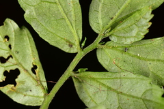 Elatostema microcephalanthum