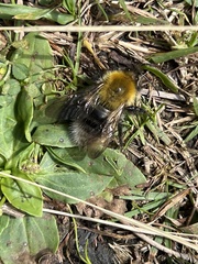 Bombus gerstaeckeri
