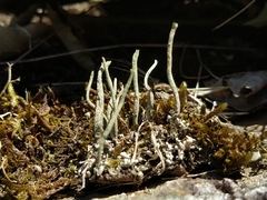 Cladonia subulata