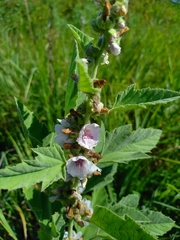 Althaea officinalis