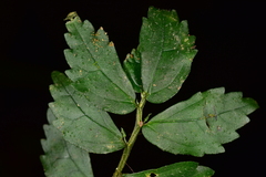 Elatostema microcephalanthum