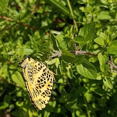 Symbrenthia niphanda