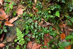 Elatostema microcephalanthum