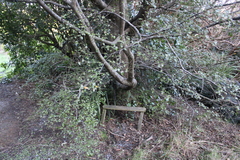 Nothofagus × solfusca