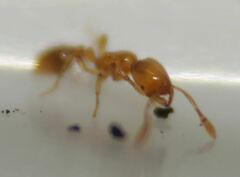 Solenopsis abdita