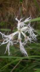 Dianthus superbus