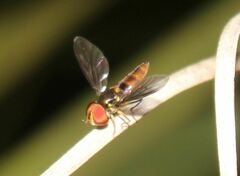 Ocyptamus antiphates