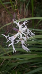 Dianthus superbus