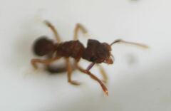 Cyphomyrmex minutus