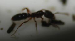 Hypoponera opaciceps