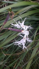 Dianthus superbus