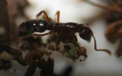 Hypoponera opaciceps