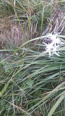 Dianthus superbus