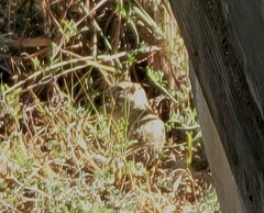 Xerospermophilus spilosoma