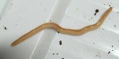 Geonemertes pelaensis