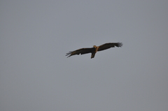 Pernis ptilorhynchus