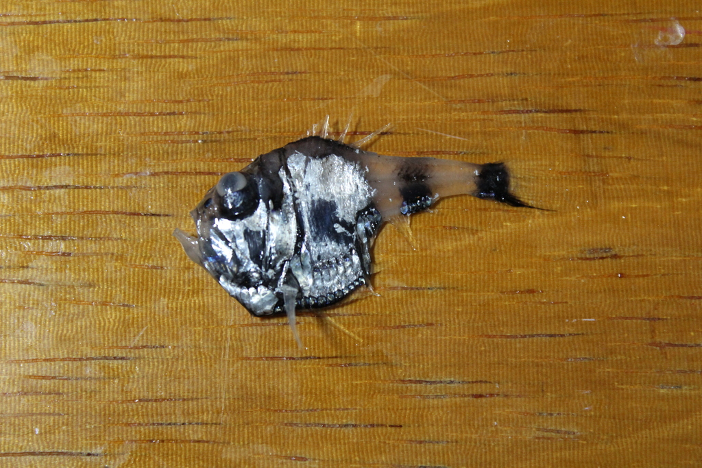 Half-naked Hatchetfish