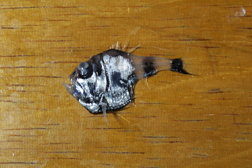 Half-naked Hatchetfish