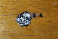 Argyropelecus hemigymnus