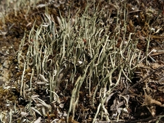 Cladonia subulata
