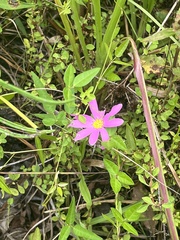 Sabatia gentianoides