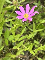 Sabatia gentianoides