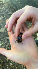 Nicrophorus americanus