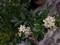 Murraya