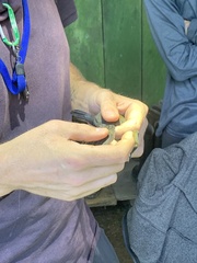 Myrmophylax atrothorax