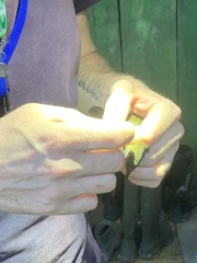 Myrmophylax atrothorax