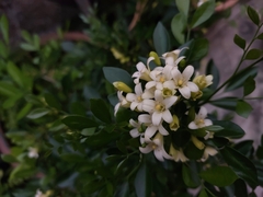 Murraya