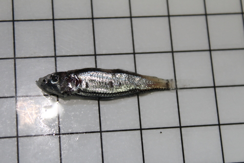Power's Deep-water Bristle-mouth Fish