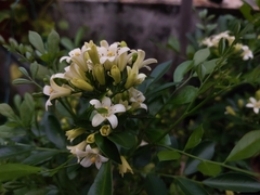 Murraya