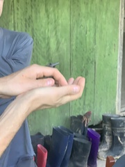 Myrmophylax atrothorax