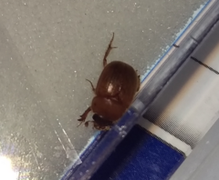 Ochodaeus chrysomeloides