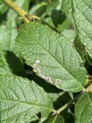 Stigmella rosaefoliella