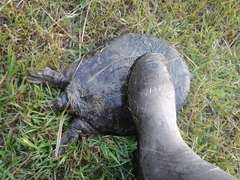 Apalone spinifera aspera