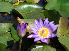 Nymphaea