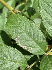 Stigmella rosaefoliella