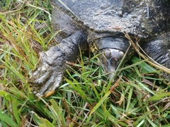 Apalone spinifera aspera