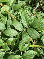 Stigmella rosaefoliella