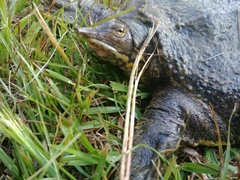 Apalone spinifera aspera