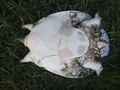 Apalone spinifera aspera