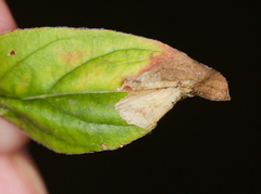 Aristotelia isopelta