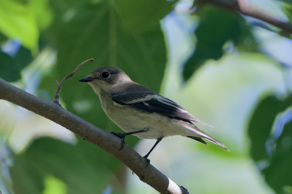Gobe-mouche noir