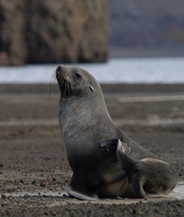 Antarctic Fur Seal photo 5