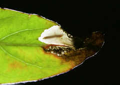 Aristotelia isopelta